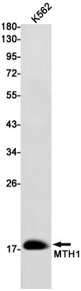 MTH1 Rabbit Monoclonal Antibody