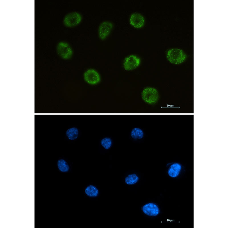 MOG Rabbit Monoclonal Antibody