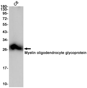 MOG Rabbit Monoclonal Antibody