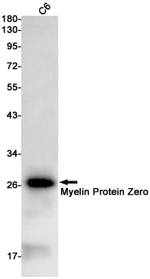 Myelin Protein Zero Rabbit Monoclonal Antibody