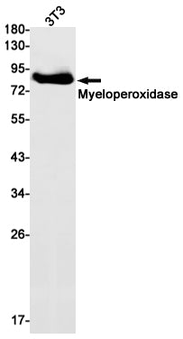 Myeloperoxidase Rabbit Monoclonal Antibody