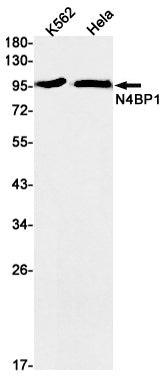 N4BP1 Rabbit Monoclonal Antibody