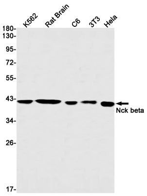 NCK2 Rabbit Monoclonal Antibody