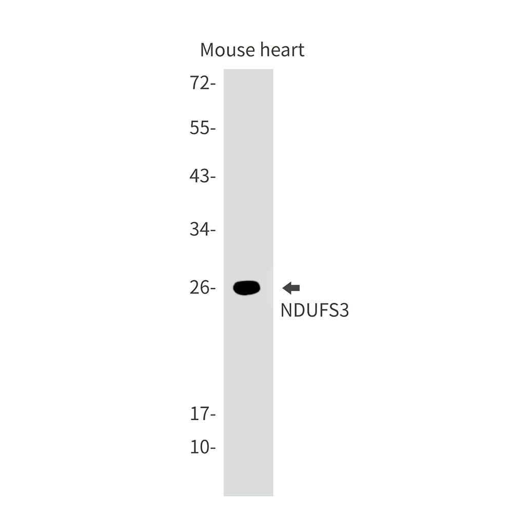 NDUFS3 Rabbit Monoclonal Antibody