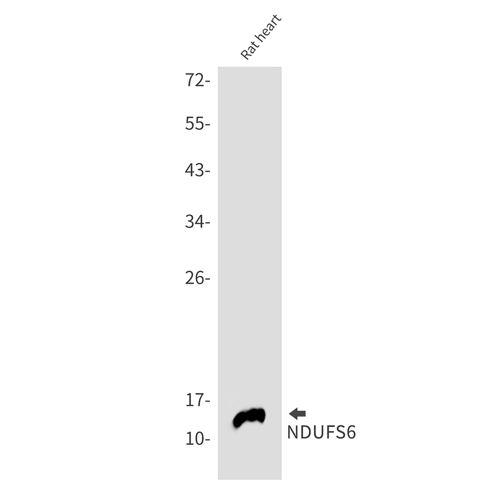 NDUFS6 Rabbit Monoclonal Antibody