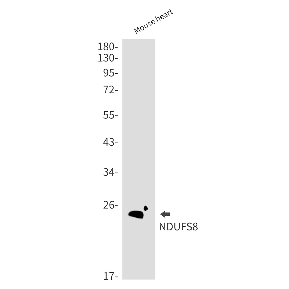 NDUFS8 Rabbit Monoclonal Antibody