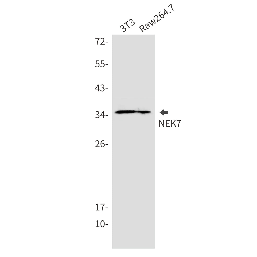 NEK7 Rabbit Monoclonal Antibody