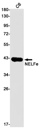 NELFE Rabbit Monoclonal Antibody