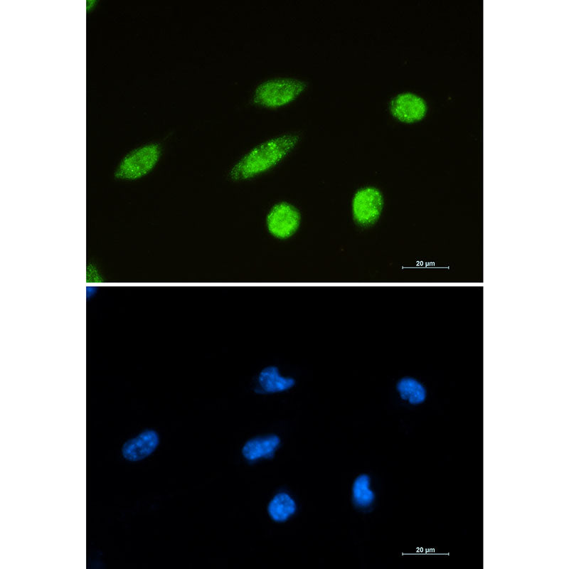 NeuN Rabbit Monoclonal Antibody
