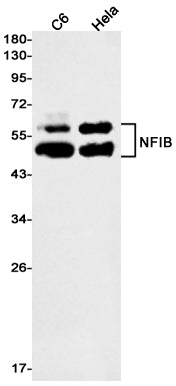 NFIB Rabbit Monoclonal Antibody