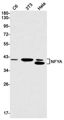 NFYA Rabbit Monoclonal Antibody
