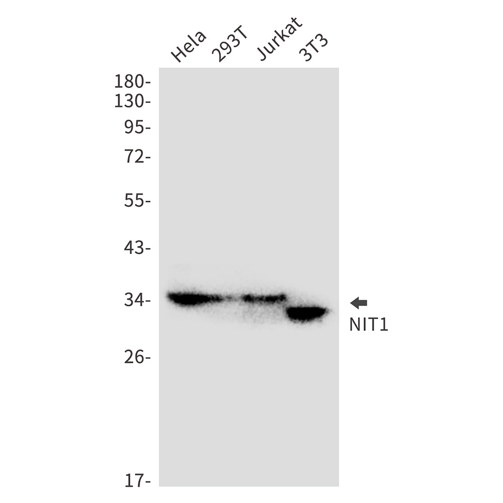 NIT1 Rabbit Monoclonal Antibody