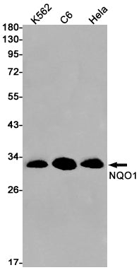 NQO1 Rabbit Monoclonal Antibody