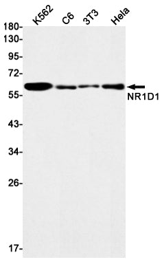 NR1D1 Rabbit Monoclonal Antibody