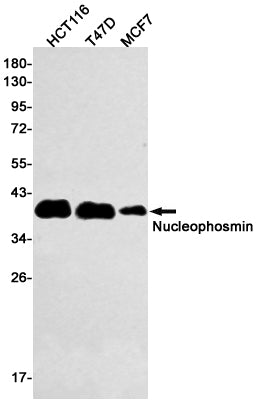 Nucleophosmin Rabbit Monoclonal Antibody