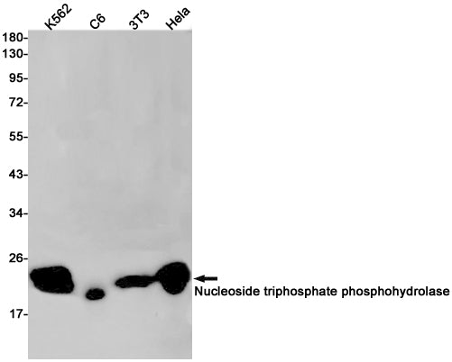 NTPCR Rabbit Monoclonal Antibody