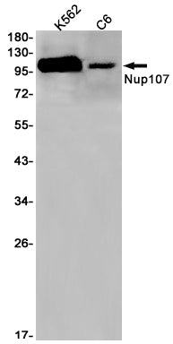 NUP107 Rabbit Monoclonal Antibody