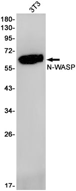 N WASP Rabbit Monoclonal Antibody