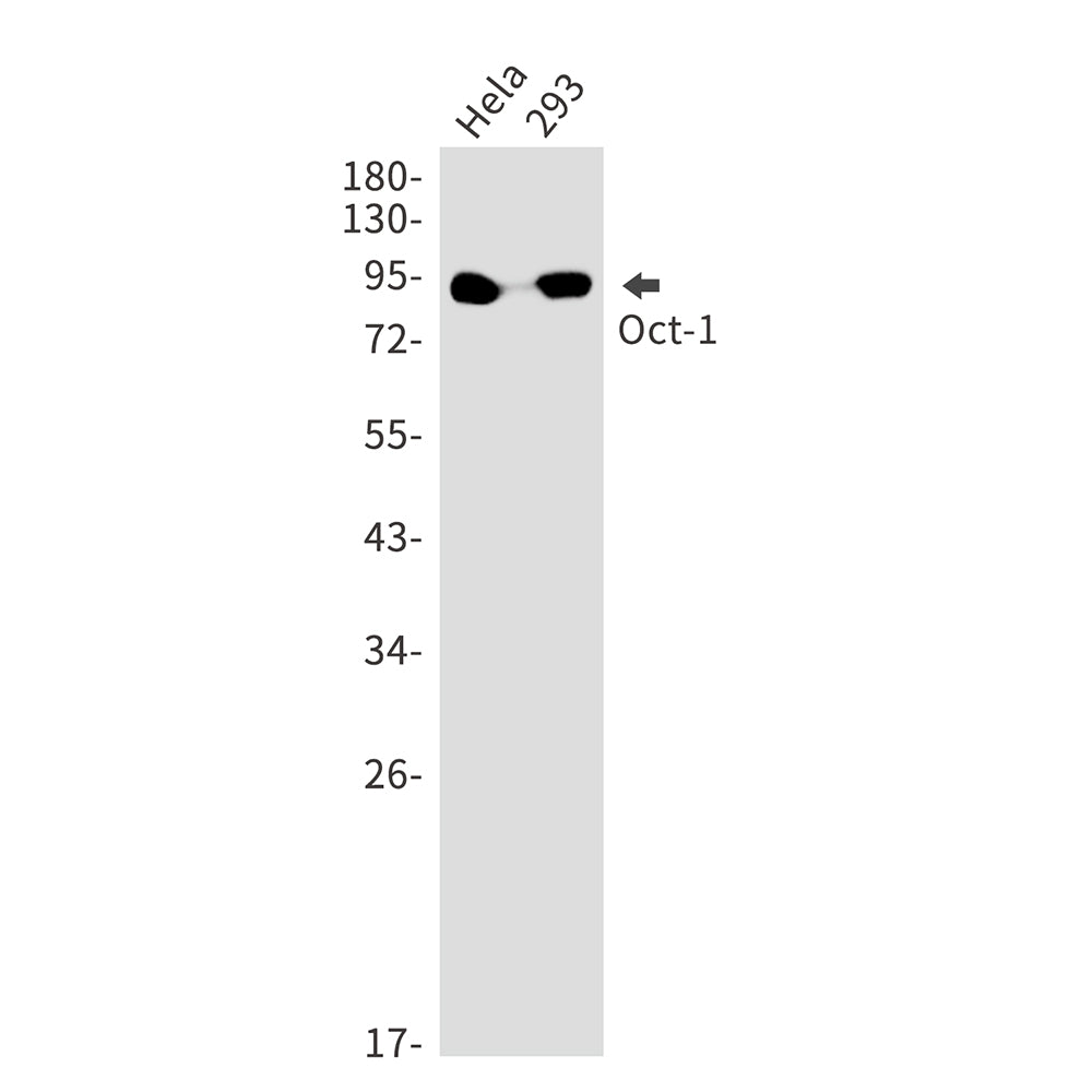 Oct-1 Rabbit Monoclonal Antibody