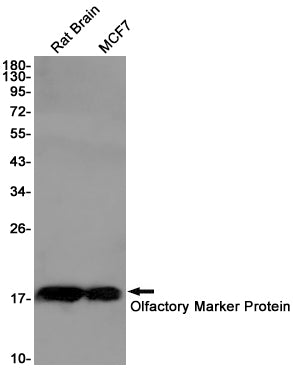 Olfactory Marker Protein Rabbit Monoclonal Antibody