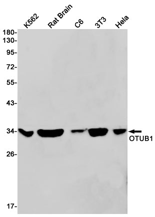 OTUB1 Rabbit Monoclonal Antibody