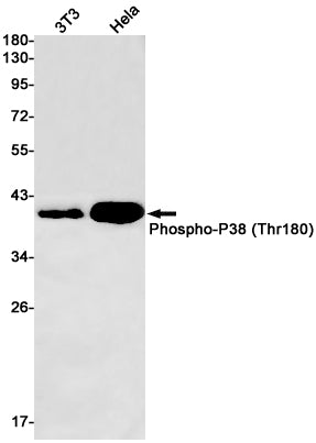 Phospho-p38 (Thr180) Rabbit Monoclonal Antibody