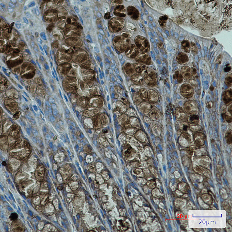 PBK Rabbit Monoclonal Antibody