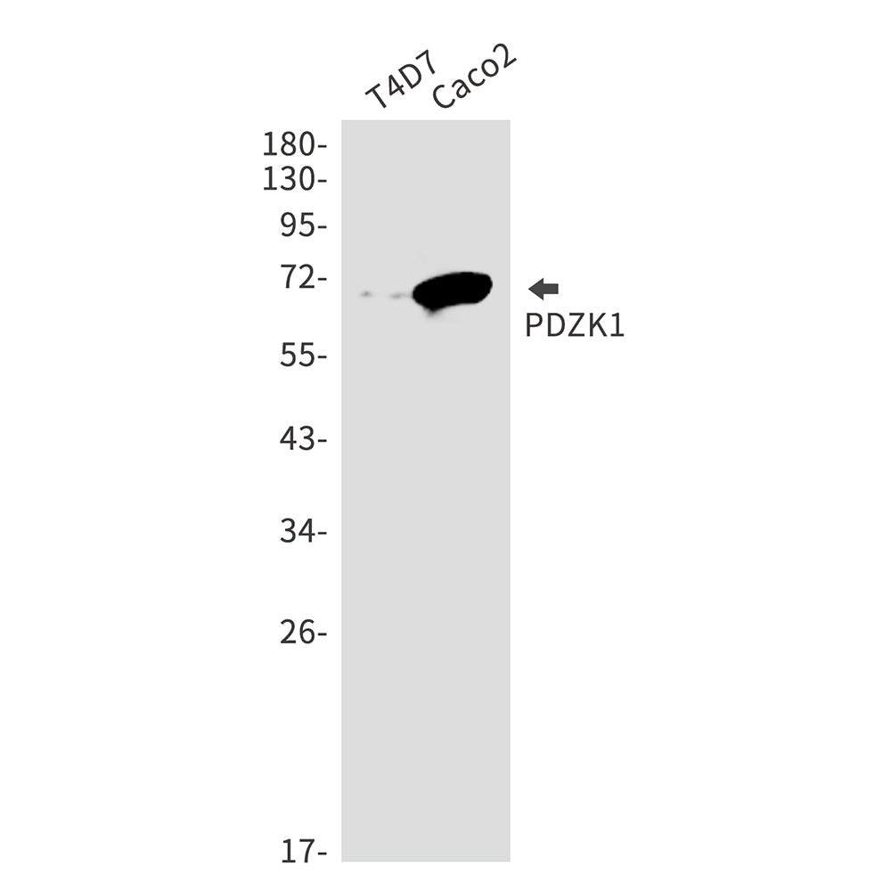 PDZK1 Rabbit Monoclonal Antibody