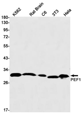 PEF1 Rabbit Monoclonal Antibody