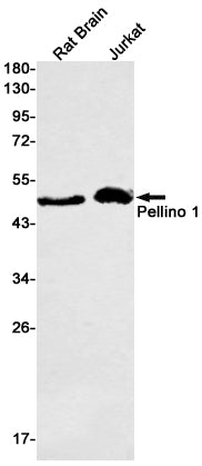 Pellino 1 Rabbit Monoclonal Antibody