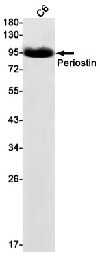 Periostin Rabbit Monoclonal Antibody