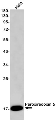 Peroxiredoxin 5 Rabbit Monoclonal Antibody