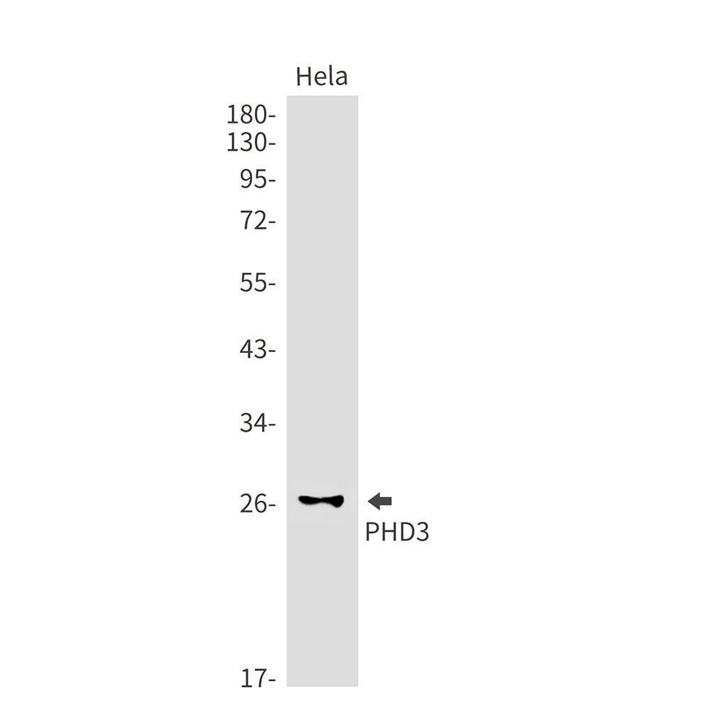 PHD3 Rabbit Monoclonal Antibody