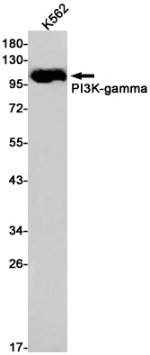 PI3 Kinase p110 gamma Rabbit Monoclonal Antibody