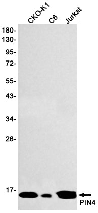 PIN4 Rabbit Monoclonal Antibody