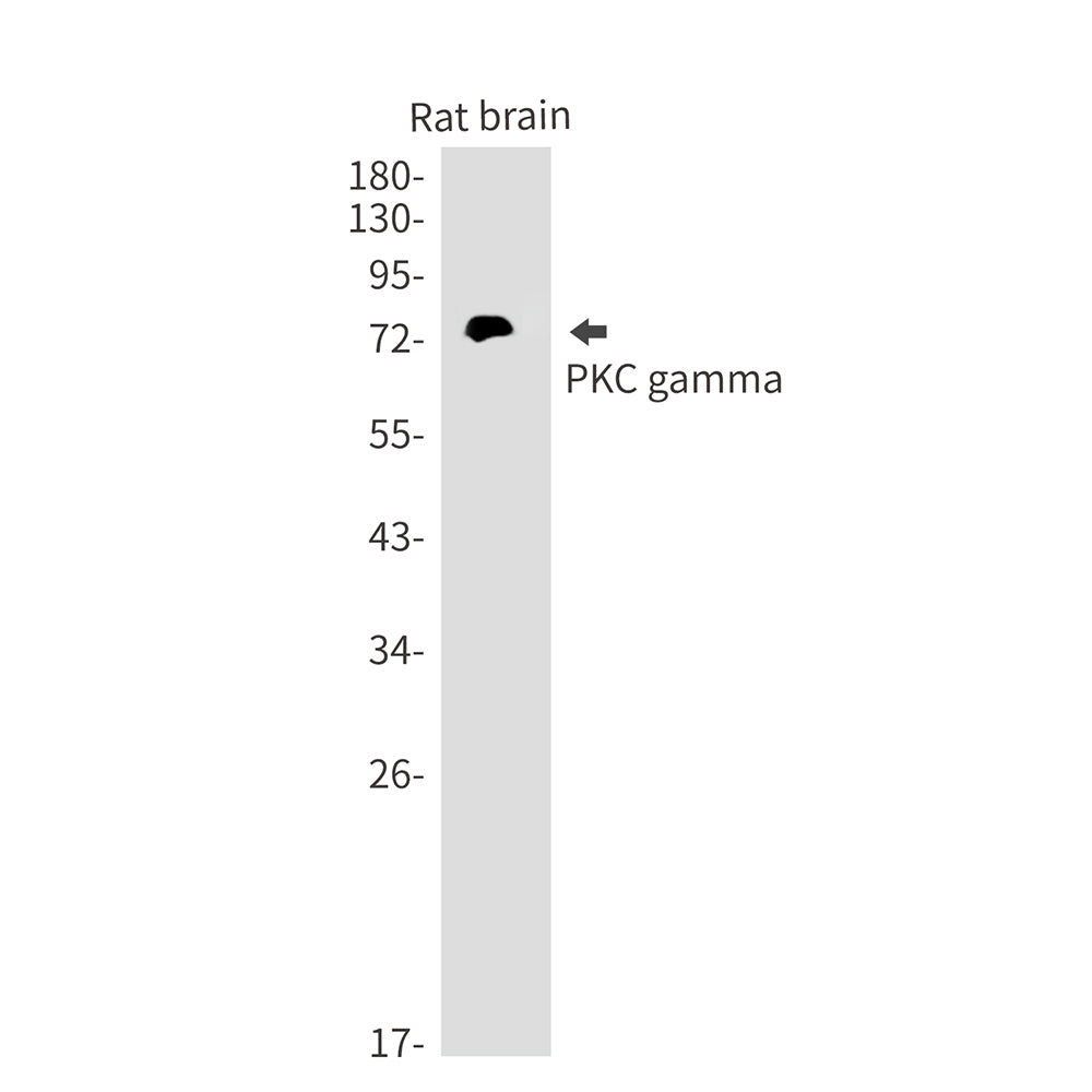 PKC gamma Rabbit Monoclonal Antibody