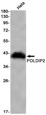 POLDIP2 Rabbit Monoclonal Antibody