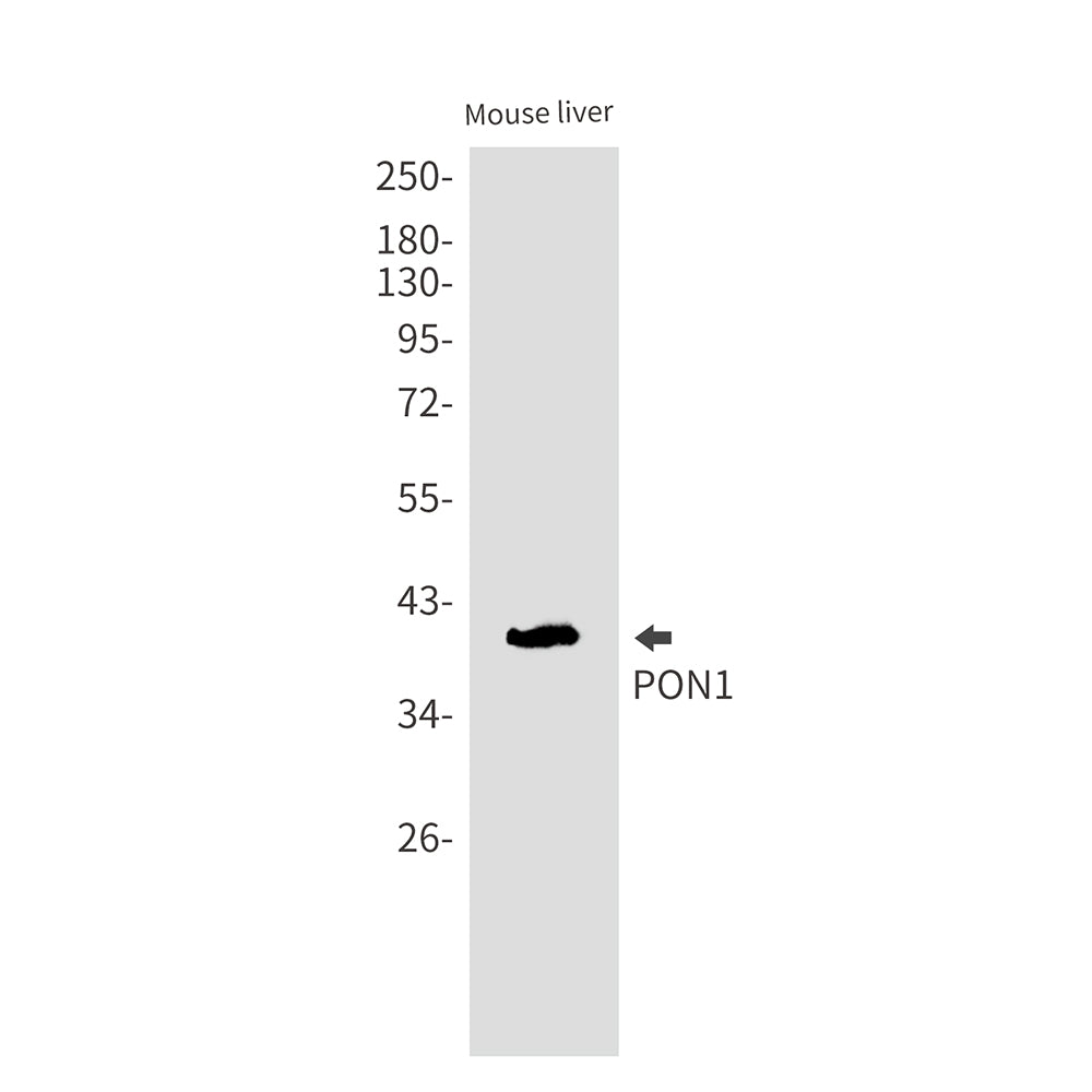 PON1 Rabbit Monoclonal Antibody