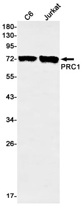 PRC1 Rabbit Monoclonal Antibody