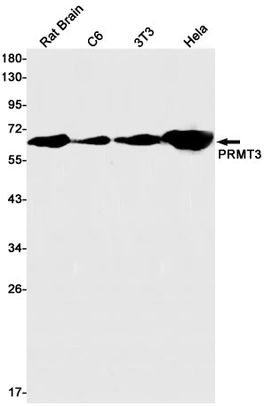 PRMT3 Rabbit Monoclonal Antibody