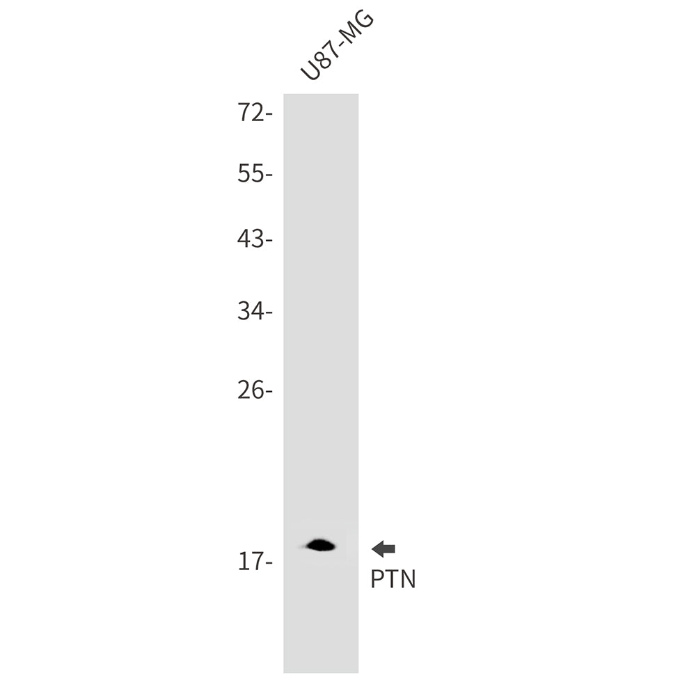PTN Rabbit Monoclonal Antibody