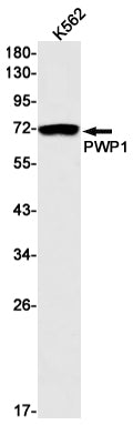 PWP1 Rabbit Monoclonal Antibody