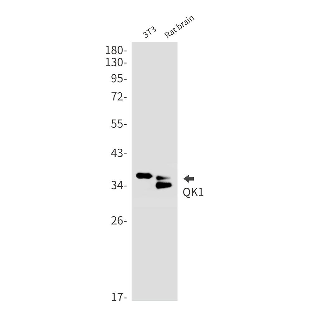 QK1 Rabbit Monoclonal Antibody