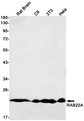 Rab22A Rabbit Monoclonal Antibody