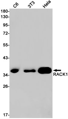 RACK1 Rabbit Monoclonal Antibody