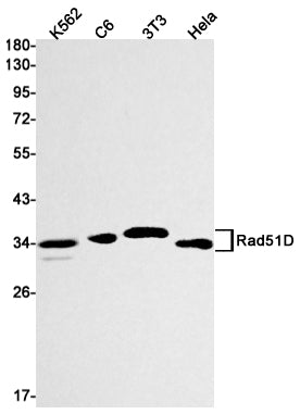 Rad51D Rabbit Monoclonal Antibody