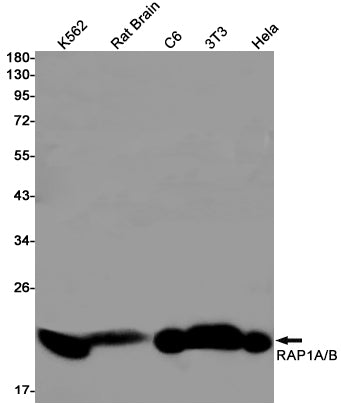 RAP1 Rabbit Monoclonal Antibody