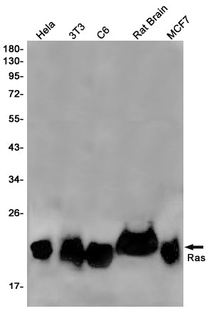 GTPase NRAS Rabbit Monoclonal Antibody