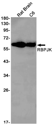 RBPJK Rabbit Monoclonal Antibody