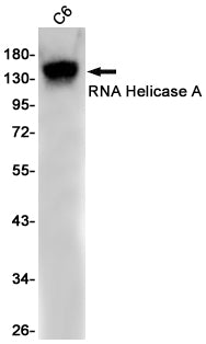 RNA Helicase A Rabbit Monoclonal Antibody